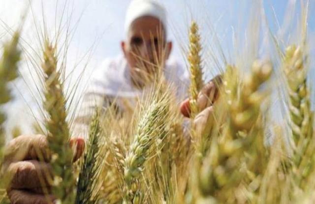 بني سويف: «هذا سر تميزنا في زراعة القمح» - فيديو