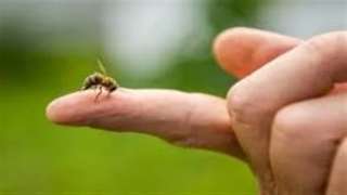 تعرف على فوائد لسعات النحل.. علاج التهاب المفاصل والجلد