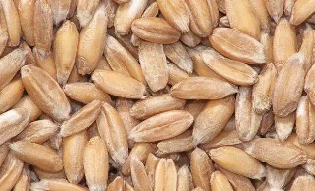 إحباط تهريب 15 طن أقماح محظور تداولهم في محافظة المنوفية