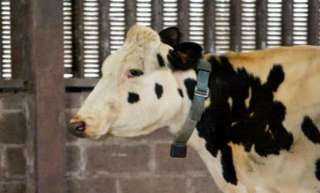 «الأورمان»: سعر الماشية المستوردة تصل إلى 50 ألف جنيه «فيديو»