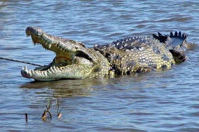 الطب البيطري بالمنوفية: عثرنا على التمساح الهارب من صاحبه  «فيديو»