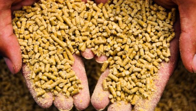 أسعار الأعلاف اليوم الاثنين.. الجلوتين يقفز 300 جنيه