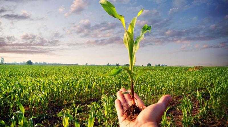 تنمية الريف المصري: زراعة أكثر من 140 ألف فدان ضمن المبادرة