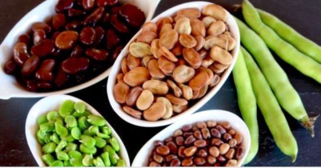 سعر الفول عند التاجر