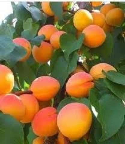 مشمش 