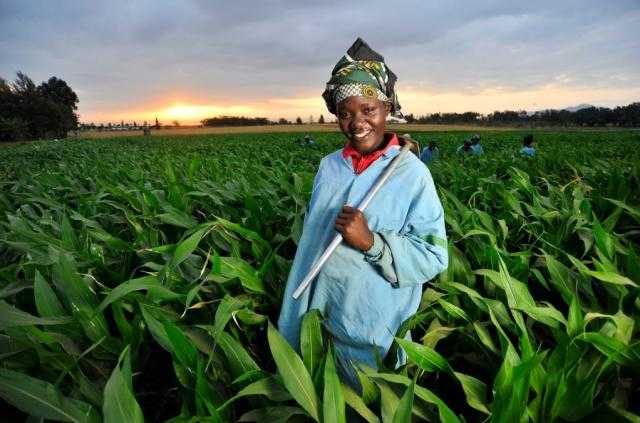 «البحوث الزراعية»: مصر لديها مزارع في أكثر من 10 دول إفريقية