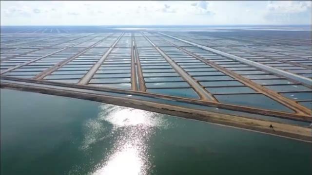 صلاح مصيلحي: مشاريع الاستزراع السمكي تُنتج أكثر من مليون و500 طن