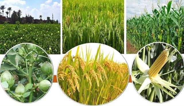 جهود مصر لتحقيق الاكتفاء الذاتي والتصدير لأهم المحاصيل الزراعية.. اعرف التفاصيل