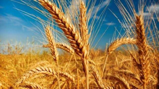 أسعار القمح اليوم