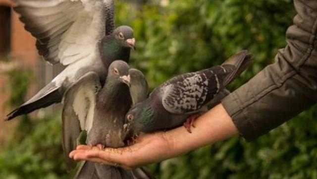 المعنى الحقيقي للمثل الشعبي «اللي معاه قرش محيره» - فيديو