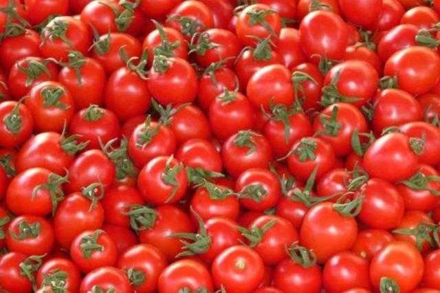 هل يؤثر فيروس «حمى الطماطم» على أسعارها؟ - فيديو