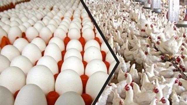 أسعار الدواجن والبيض اليوم الثلاثاء 31 مايو