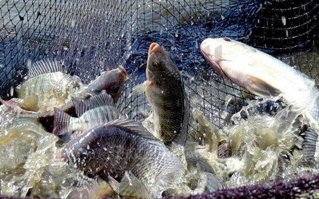 أسامة ربيع: الاستزراع السمكي سيحقق الاكتفاء الذاتي لهذه المحافظات