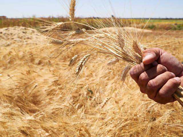 أقماح محظورة