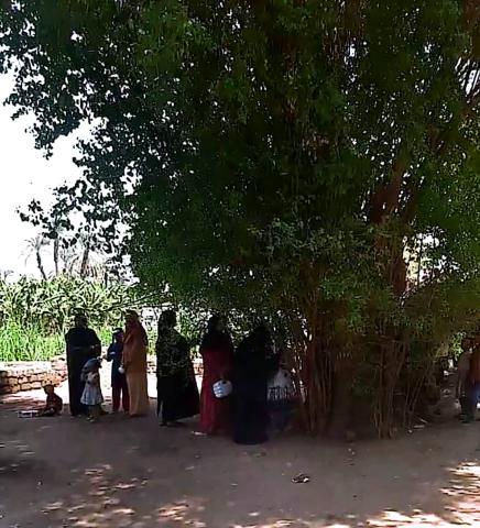 شجرة الدم المباركة 