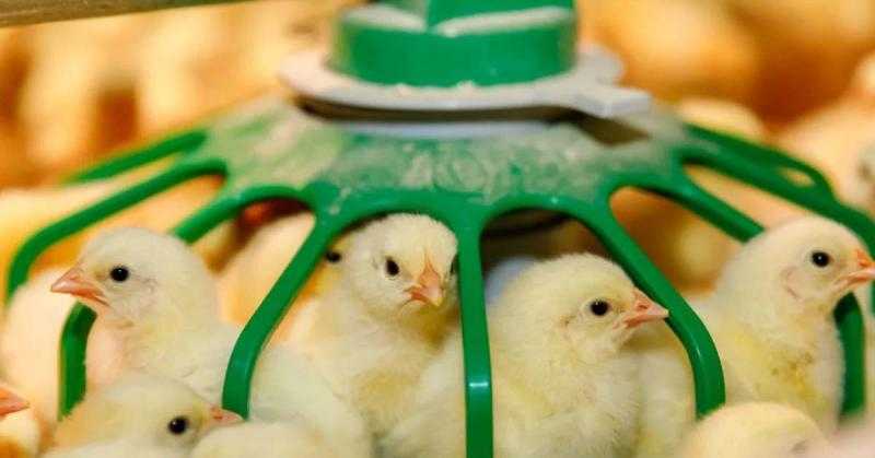 ارتفاع سعر الكتكوت الساسو اليوم الإثنين في المزرعة.. بقا بكام