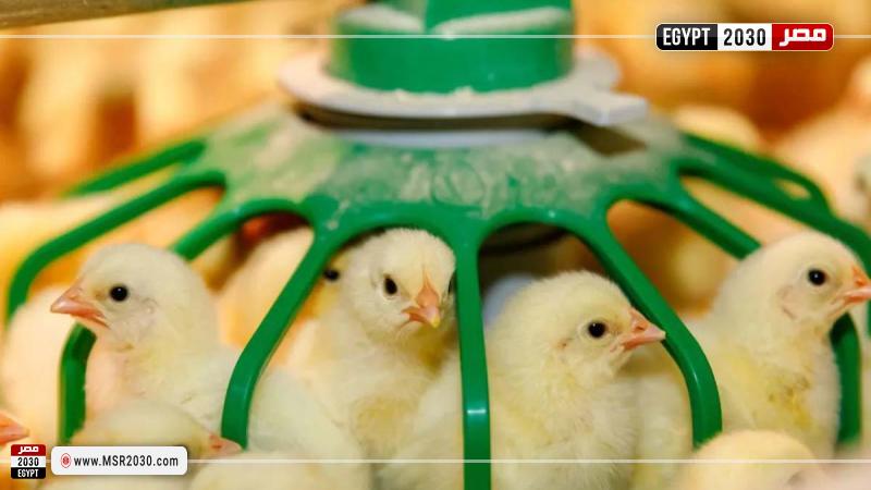  أسعار الكتاكيت اليوم