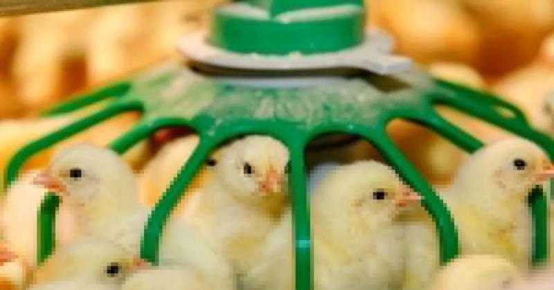 سعر الكتكوت الأبيض اليوم الثلاثاء بالمزرعة.. اعرف وصل لكام