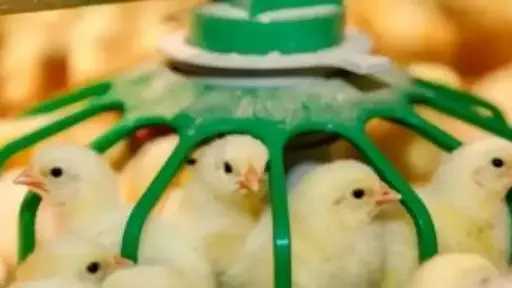 قفزة في سعر الكتكوت الأبيض اليوم الأحد بالمزرعة..... قفزة في سعر الكتكوت الأبيض اليوم الأحد بالمزرعة.. اعرف وصل لكام