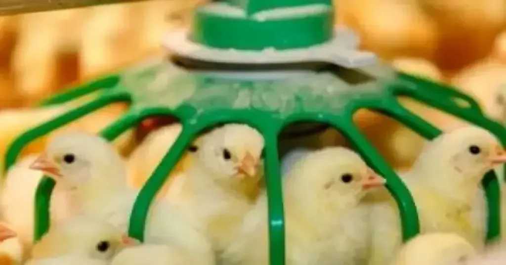 سعر الكتكوت الأبيض اليوم الإثنين بالمزرعة.. اعرف وصل لكام