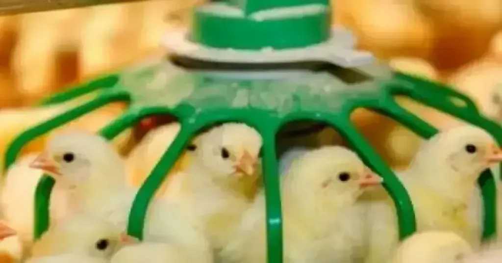 سعر الكتكوت الأبيض اليوم الخميس بالمزرعة.. اعرف وصل لكام