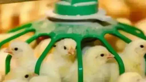 قفزة في سعر الكتكوت الأبيض اليوم الأحد بالمزرعة.. اعرف وصل لكام