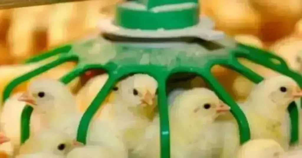 تراجع سعر الكتكوت الأبيض اليوم الثلاثاء بالمزرعة.. اعرف وصل لكام