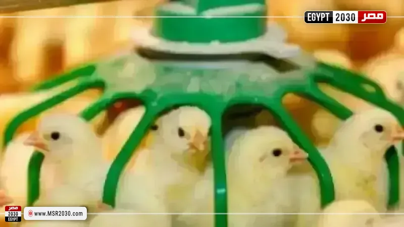 أسعار الكتاكيت اليوم