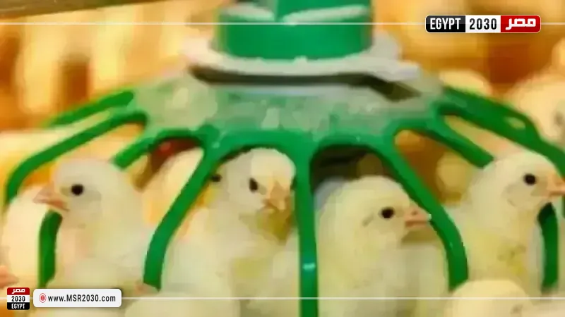 أسعار الكتاكيت اليومية