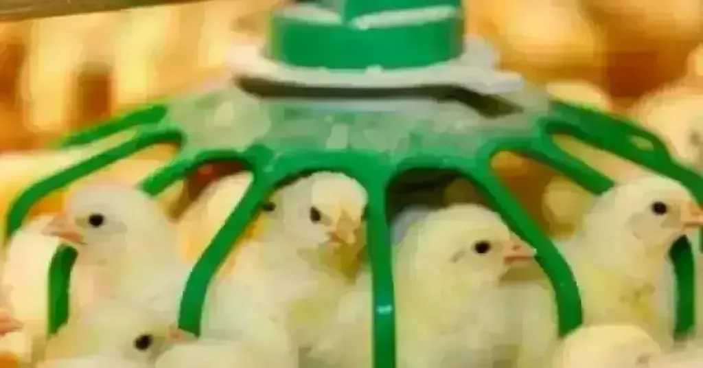 ارتفاع سعر الكتكوت الأبيض اليوم الخميس بالمزرعة.. اعرف وصل لكام