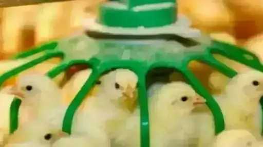 سعر الكتكوت الأبيض اليوم الأحد بالمزرعة.. اعرف وصل لكام