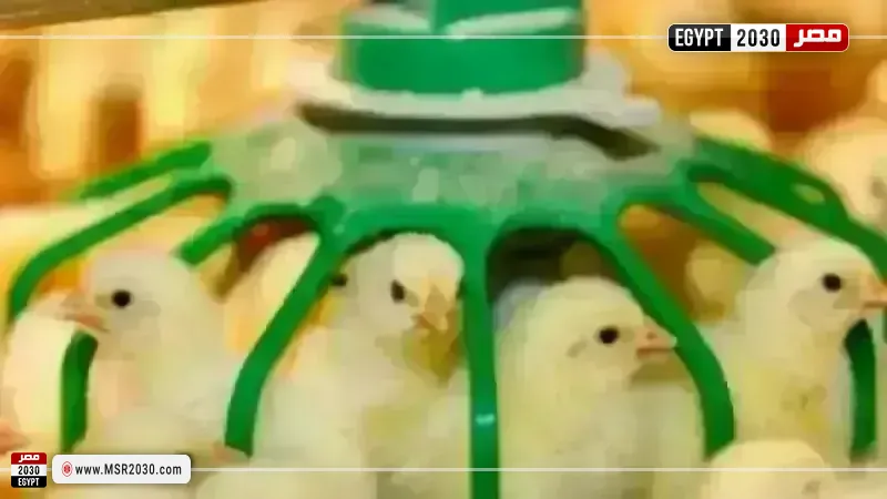 أسعار الكتاكيت اليوم