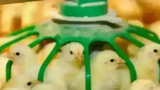 سعر الكتكوت الأبيض اليوم الأحد بالمزرعة.. اعرف وصل لكام