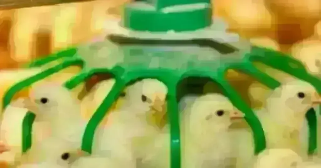 أسعار الكتاكيت اليوم