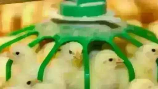 سعر الكتكوت الأبيض اليوم الأحد بالمزرعة.. اعرف وصل... سعر الكتكوت الأبيض اليوم الأحد بالمزرعة.. اعرف وصل لكام