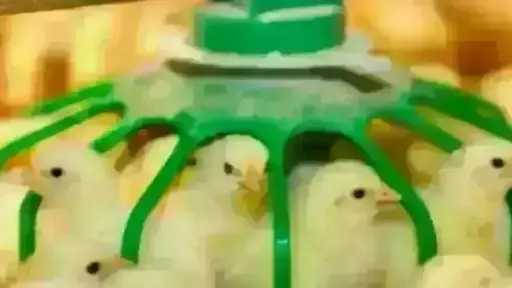 قفزة في سعر الكتكوت الأبيض اليوم الإثنين بالمزرعة..... قفزة في سعر الكتكوت الأبيض اليوم الإثنين بالمزرعة.. اعرف وصل لكام