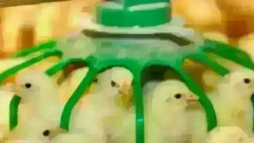 قفزة في سعر الكتكوت الأبيض اليوم الإثنين بالمزرعة.. اعرف وصل لكام