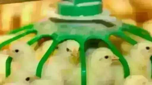 قفزة في سعر الكتكوت الأبيض اليوم الأحد بالمزرعة.. اعرف وصل لكام