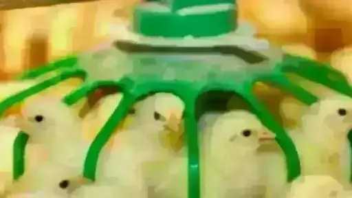 قفزة في سعر الكتكوت الأبيض اليوم الأربعاء بالمزرعة..... قفزة في سعر الكتكوت الأبيض اليوم الأربعاء بالمزرعة.. اعرف وصل لكام