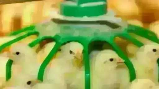 سعر الكتكوت الأبيض اليوم الخميس بالمزرعة.. اعرف وصل لكام