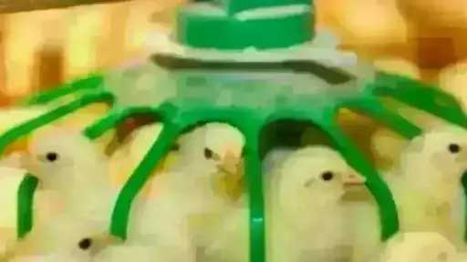 قفزة في سعر الكتكوت الأبيض اليوم الأحد بالمزرعة.. اعرف وصل لكام