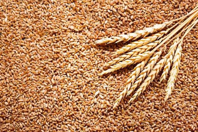 أسعار القمح اليوم