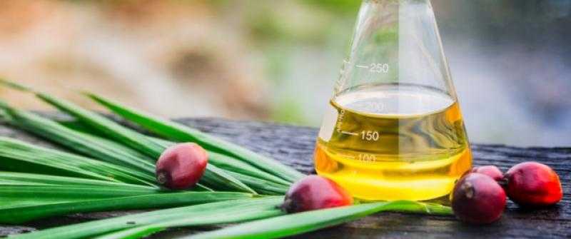 «الإحصاء»: ارتفاع ملحوظ في الواردات المصرية من الزيوت في 2022