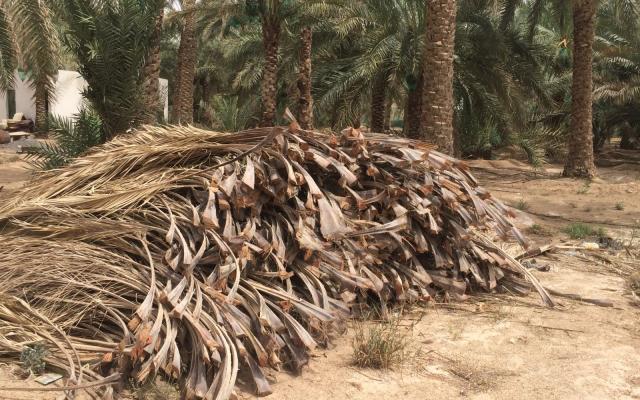 مشروع إنشاء مصنع إنتاج الألواح الخشبية من جريد النخيل