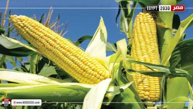 أسعار الذرة اليوم تواصل صعودها عند نهاية تعاملات بورصة شيكاغو