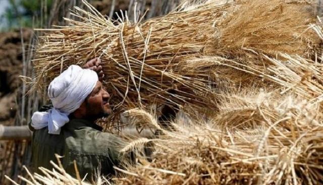سعر القمح اليوم
