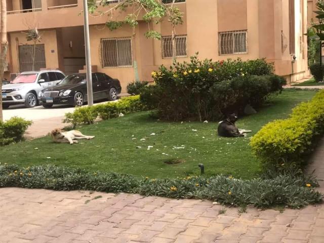 الكلاب الضالة داخل حدائق دجلة