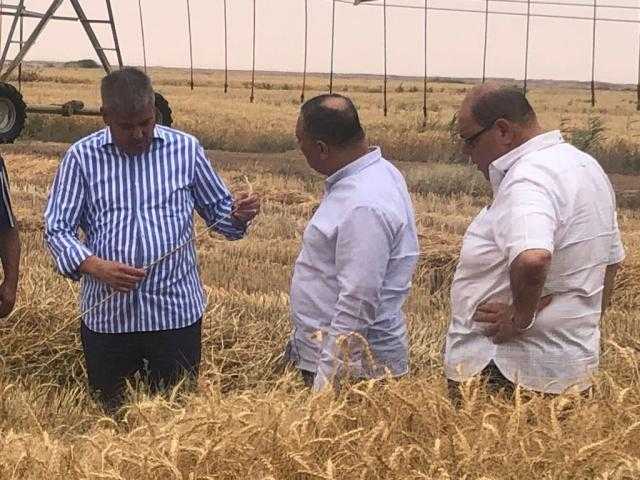 قطاع الأعمال: حصاد 1525 فدان قمح وزيادتها إلى 6 آلاف فدان الموسم المقبل