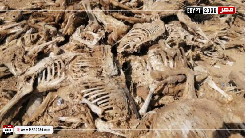 مقبرة الحمير بالفيوم