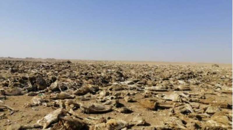 مقبرة الحمير بالفيوم 